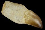Fossil Rooted Mosasaur (Prognathodon) Tooth - Morocco #116870-1